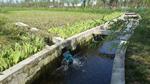 湿地污水处理